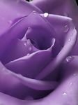 pic for violet rose